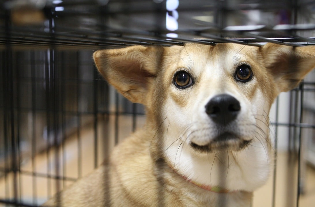 動物の地位や生活の質を向上させる