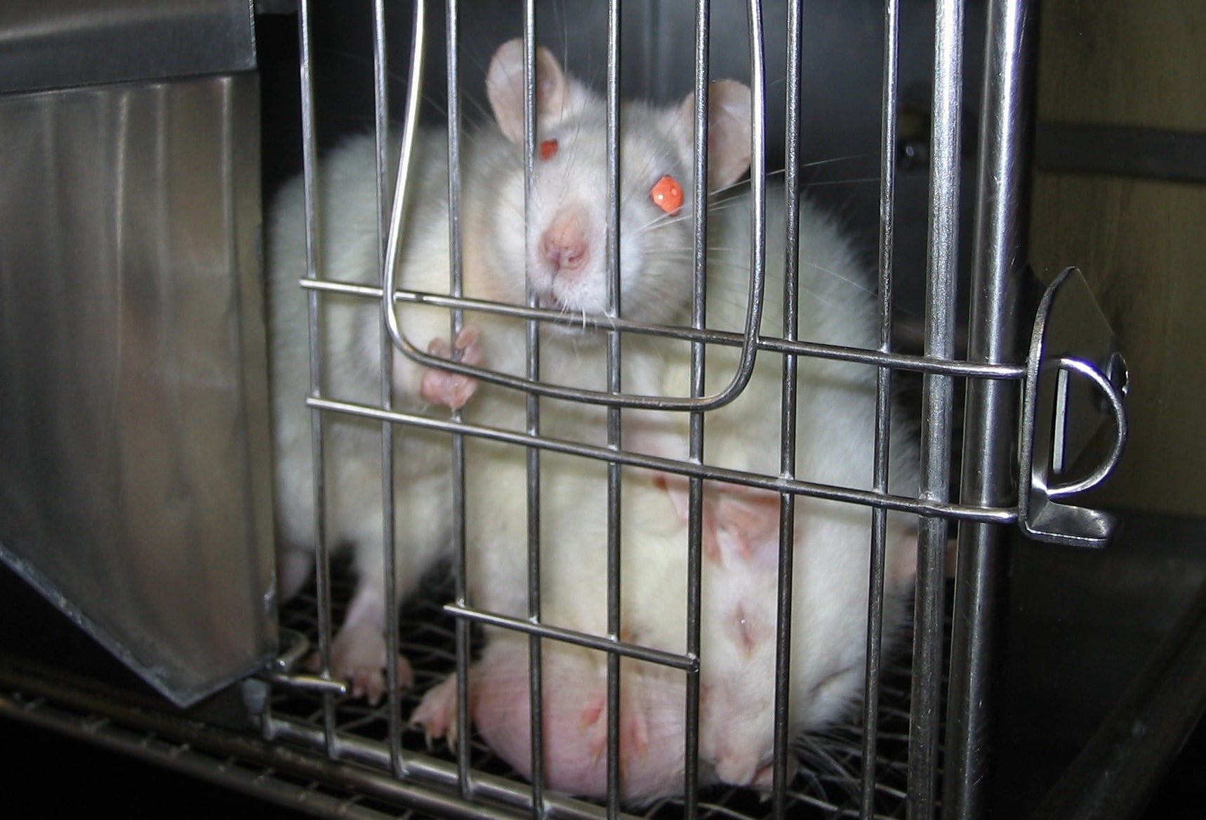 動物実験に衝撃を受ける
