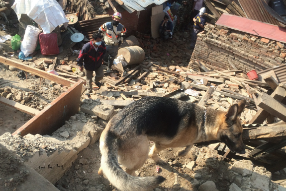 力を発揮できない災害救助犬