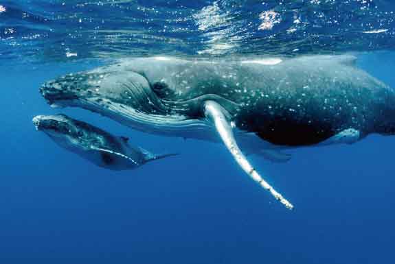 いつまでもイルカ・クジラと出会える地球であるために